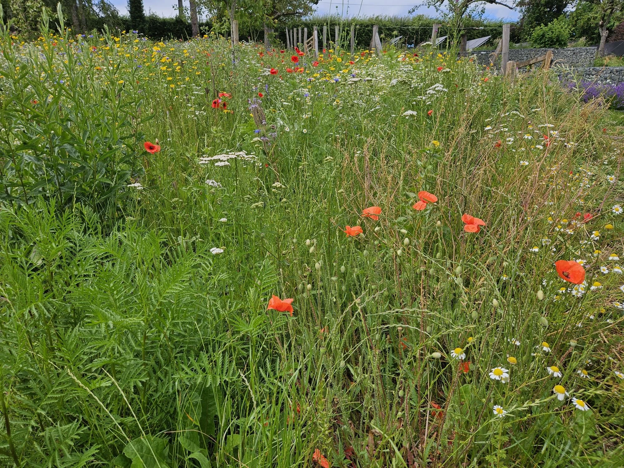 Champ fleuri de coquelicots et marguerites sur le site normand du chantier